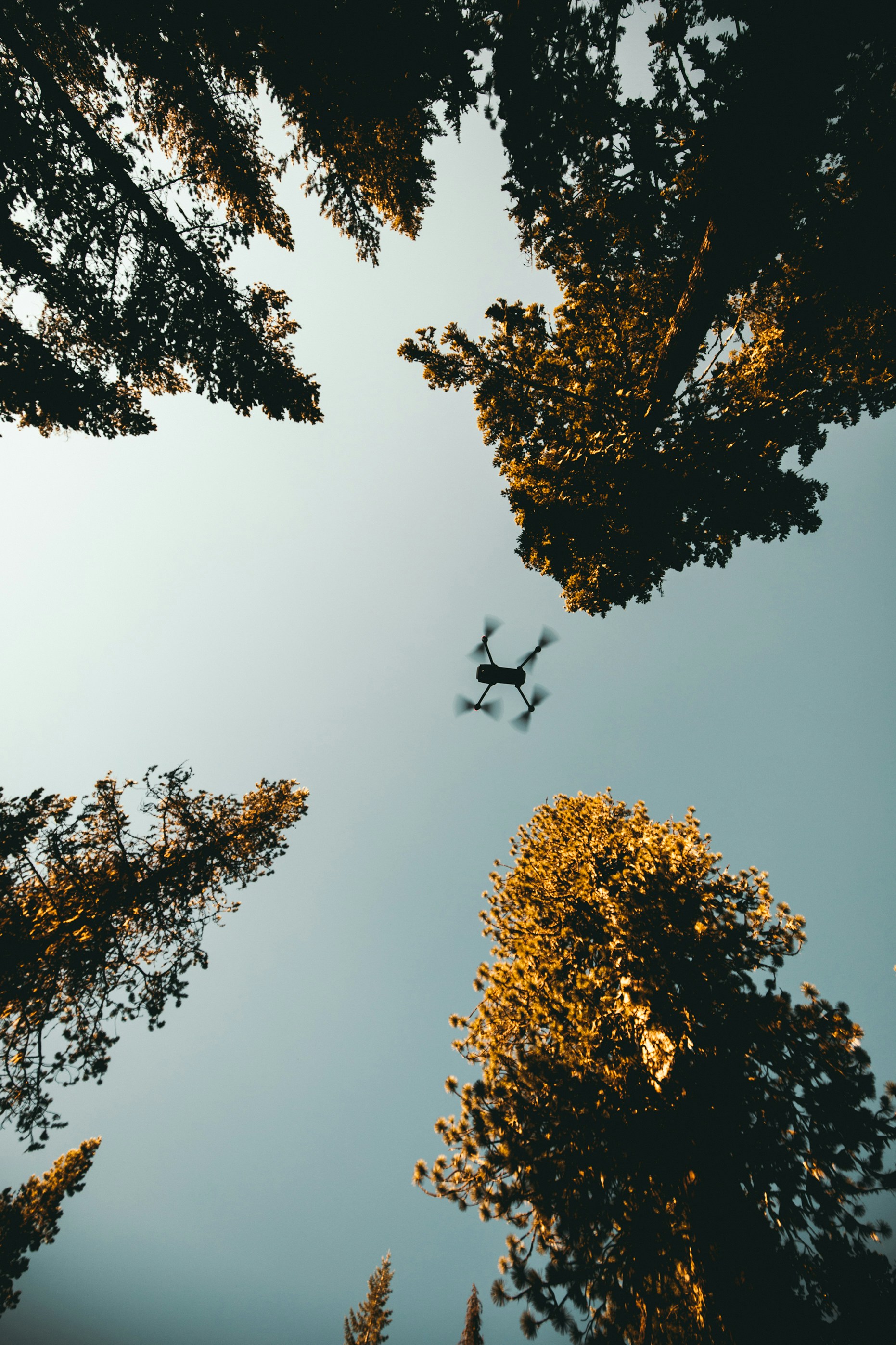 Small drone flying between tall pine trees at golden hour